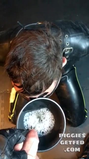 Piss training the pig