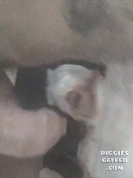 Spanish escort uses a shitpig