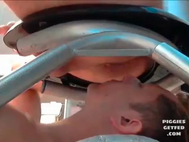 Kinky pig under the rimchair