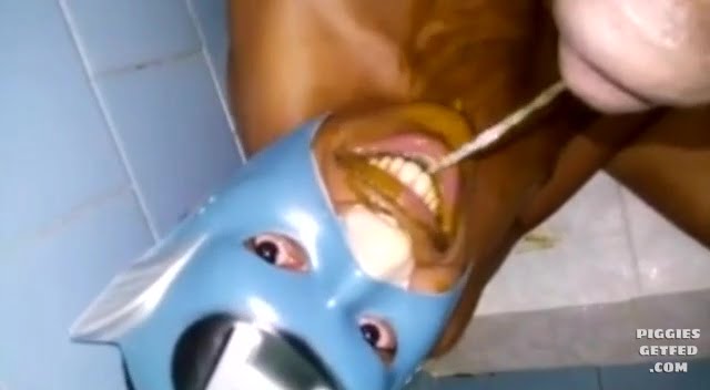 Pig covered in shit